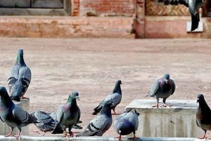 Джайпур: частная экскурсия по городу на автомобиле или тук-туке