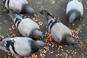 Джайпур: частная экскурсия по городу на автомобиле или тук-туке