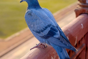 Джайпур: частная экскурсия по городу на автомобиле или тук-туке