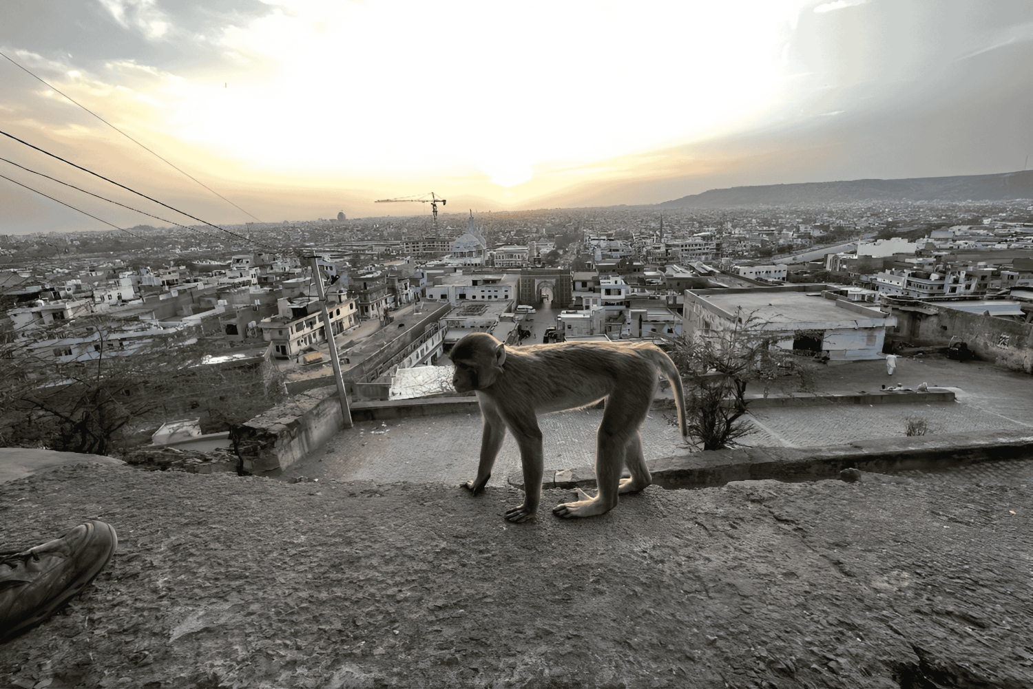 Jaipur: Tour guiado ao Templo dos Macacos e ao Templo do Sol