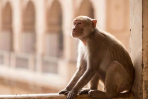 Jaipur: passeio matinal de tuk-tuk com a vida local e a antiga Jaipur