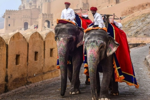 Jaipur Pink City Private Day Tour from Delhi