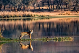 Fra Jaipur: Ranthambore-dagstur med jeep og Canter Safari