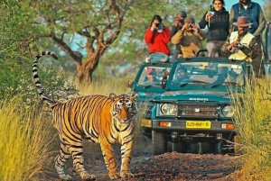 Fra Jaipur: Ranthambore-dagstur med jeep og Canter Safari
