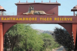 Fra Jaipur: Ranthambore-dagstur med jeep og Canter Safari
