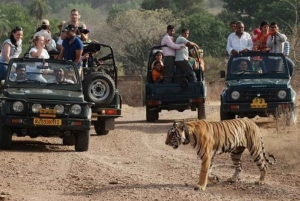 Fra Jaipur: Ranthambore-dagstur med jeep og Canter Safari