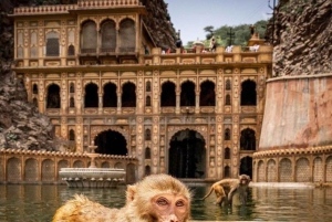 Visita turística de Jaipur con el templo de los monos (templo Galta ji)