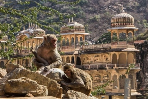 Visita turística de Jaipur con el templo de los monos (templo Galta ji)