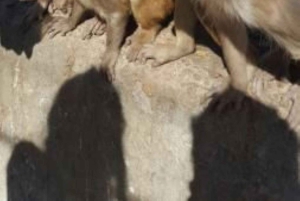 Visita turística de Jaipur con el templo de los monos (templo Galta ji)