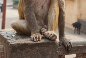 Visita turística de Jaipur con el templo de los monos (templo Galta ji)
