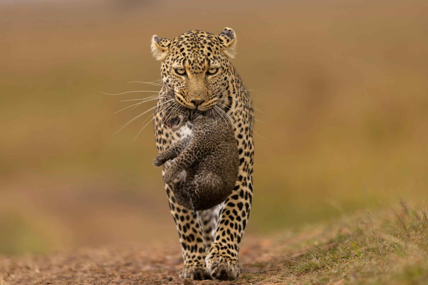 Jhalana Leopard Safari Jaipur – Jeep-safari ved solopgang og solnedgang