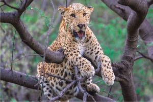 Safari dei leopardi di Jhalana con Jaipur: il miglior tour di 1 giorno del Rajasthan