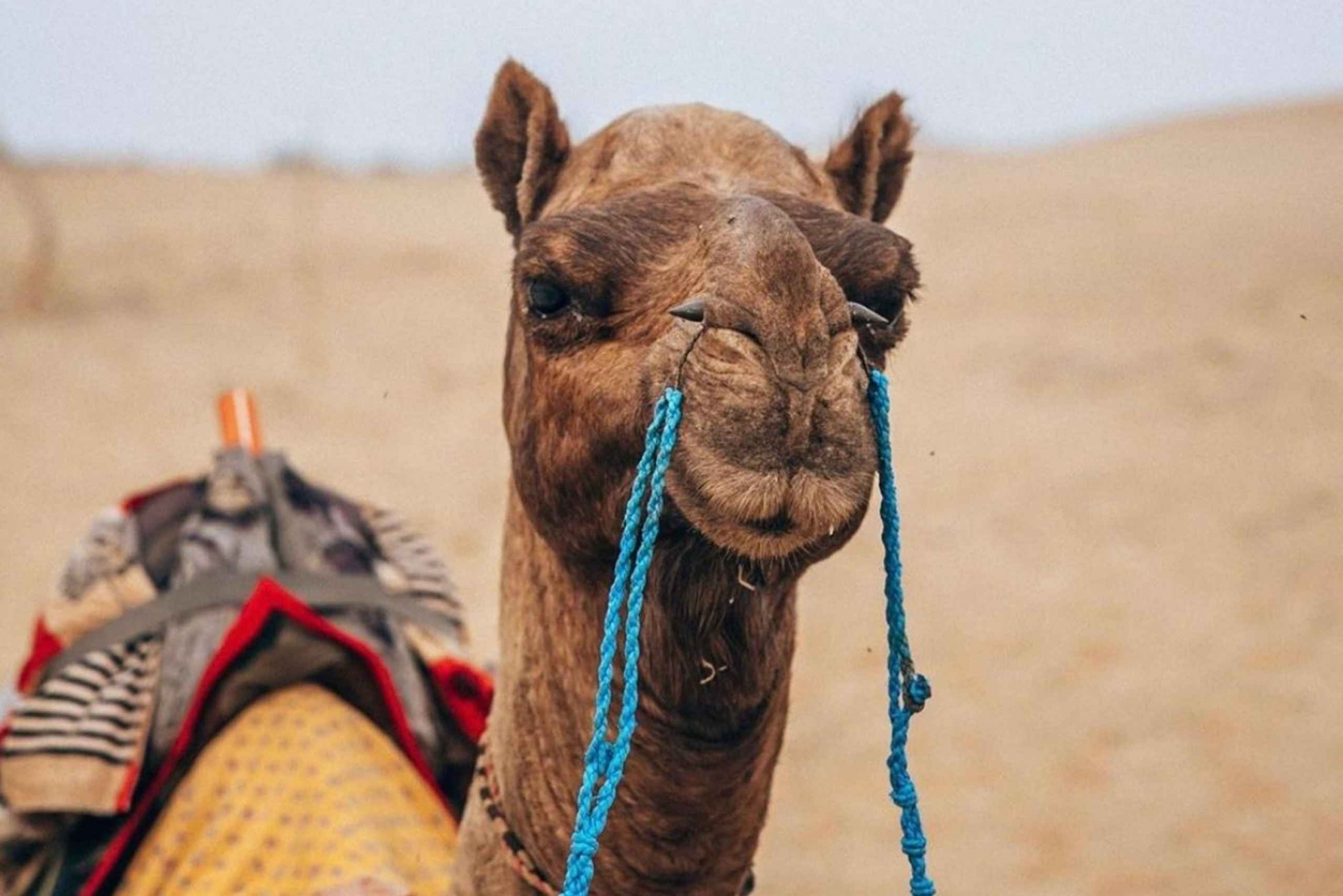 Jaisalmer: 2-daagse Thar-woestijnsafari-avontuurlijke tour