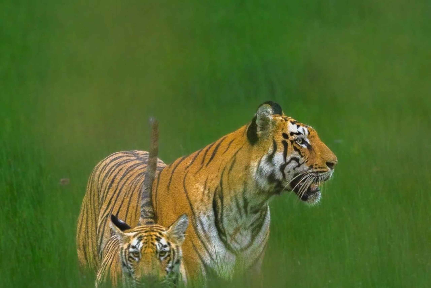 Ranthambhore: safari tra le tigri e tour del villaggio