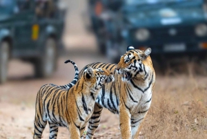 Ranthambhore: safari de tigres y tour por el pueblo