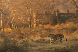 Ranthambhore: safari de tigres y tour por el pueblo