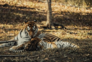 Ranthambhore: safari de tigres y tour por el pueblo