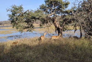 ランサボレ国立公園：キャンターサファリチケット（送迎付き）