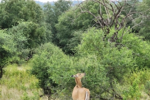 ランサボレ国立公園：キャンターサファリチケット（送迎付き）