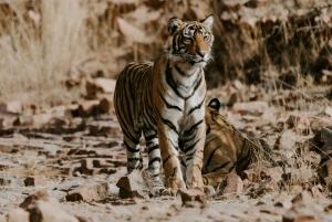 Ranthambore: Nationalparkens safaribiljetter i prime zone