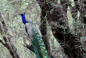 Ranthambore: Nationalparkens safaribiljetter i prime zone