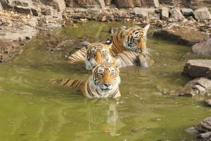 Ranthambore: Nationalparkens safaribiljetter i prime zone