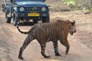 Ranthambore: Nationalparkens safaribiljetter i prime zone