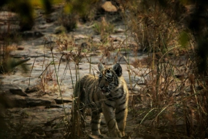 Ranthambore: Nationalparkens safaribiljetter i prime zone