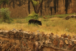 Ranthambore: Nationalparkens safaribiljetter i prime zone
