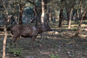 Ranthambore: Nationalparkens safaribiljetter i prime zone