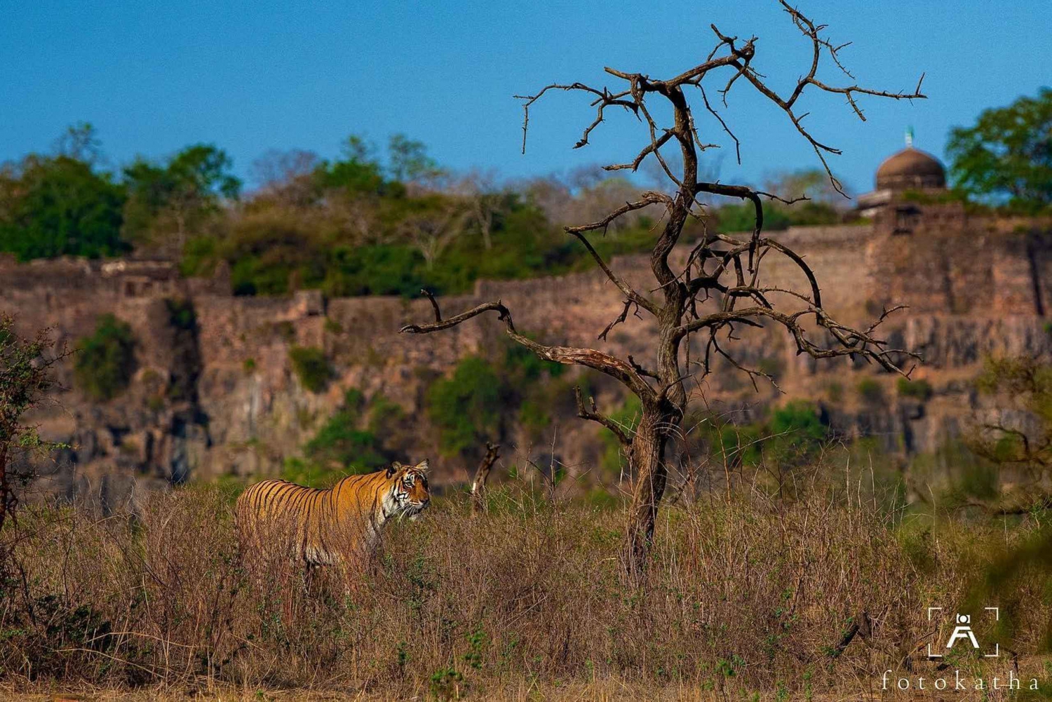 Ranthambore Jungle Safari: safari condiviso per le zone più belle