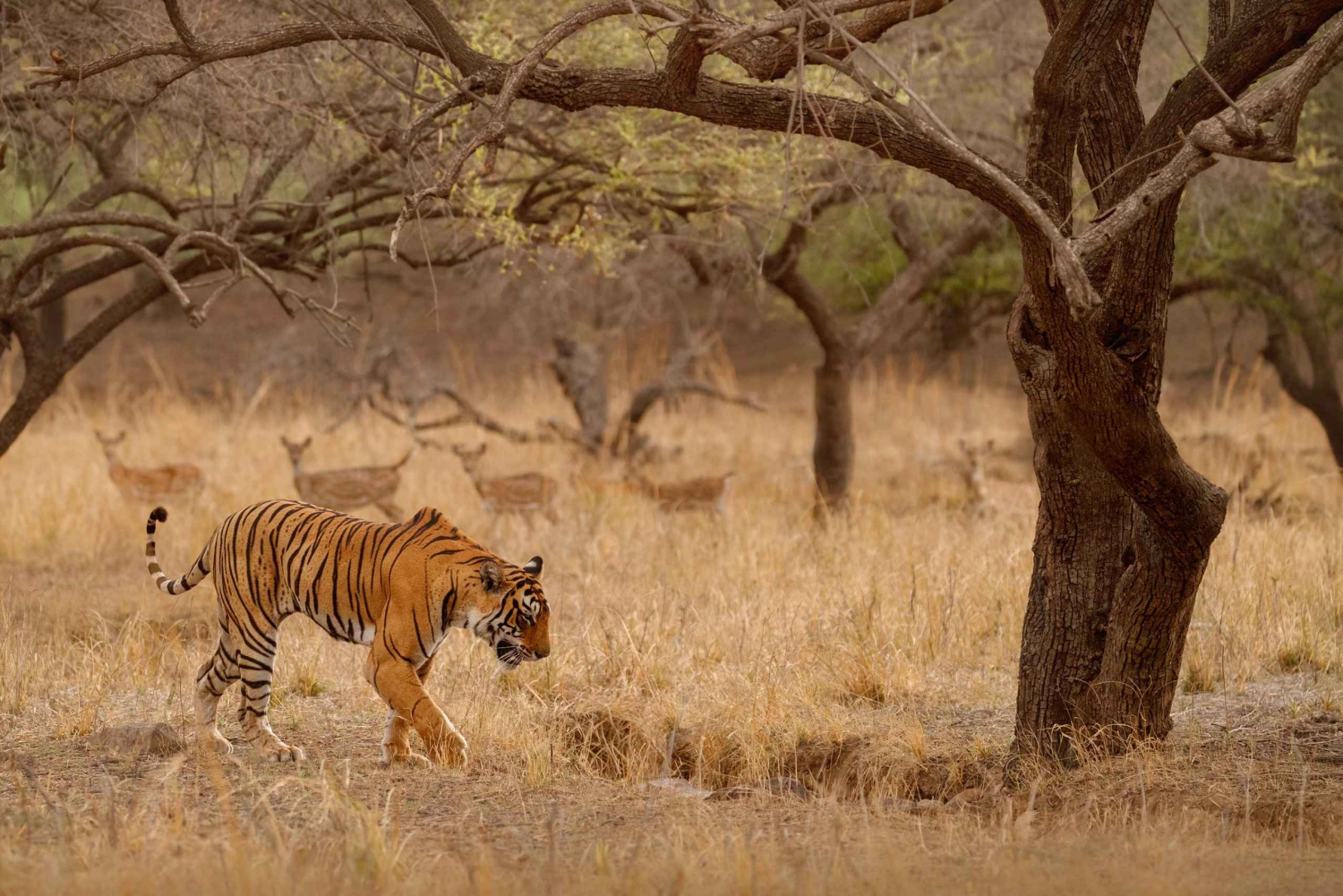 Ranthambore nationalpark: Safaribiljett med upphämtning