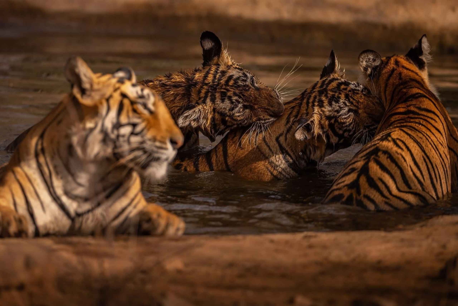 Safári privado de jipe na natureza selvagem de Ranthambore