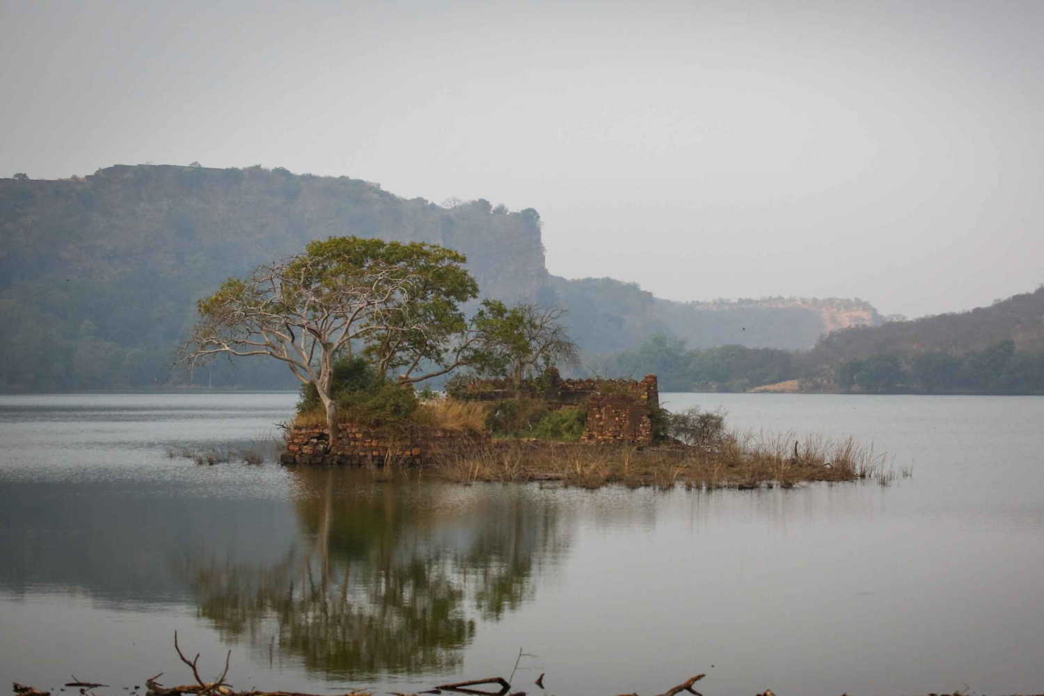 Ranthambore: Delt tigersafari i galopp eller sigøyner