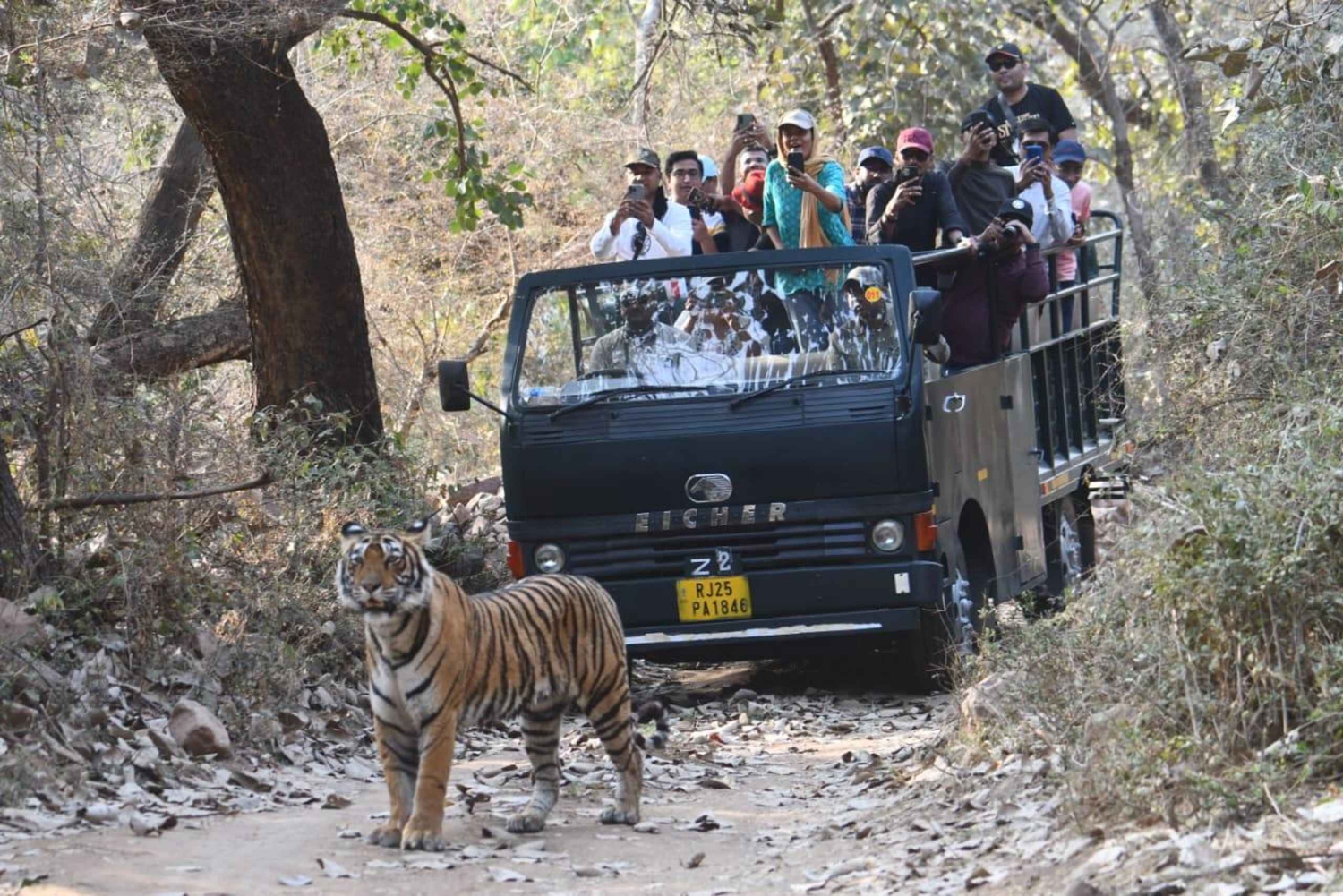 Ranthambore: passeio de safári com tigres em Canter