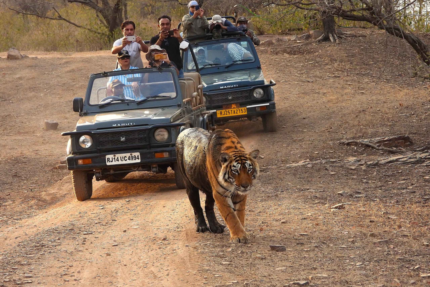 Ranthambore: Safari con Tigres en el Parque Nacional de Ranthambore