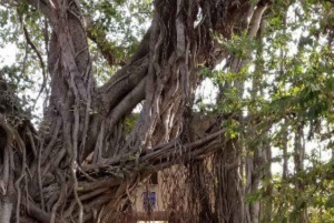 Рантхамбор WildLife (сафари на тигров) Экскурсия на целый день из Джайпура