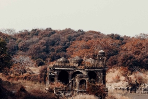 Рантхамбор WildLife (сафари на тигров) Экскурсия на целый день из Джайпура