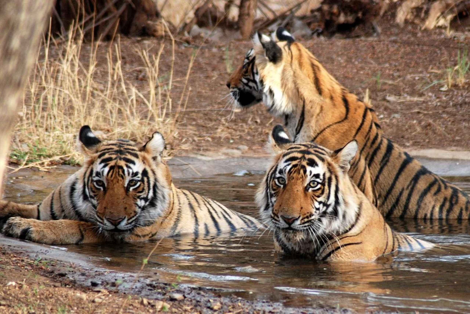 Ranthambore: Excursão pela vida selvagem com safáris duplos e estadia