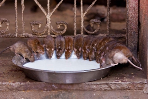 Kuninkaallinen Bikaner: opastettu puolen päivän kaupunkikierros ja nouto hotellilta