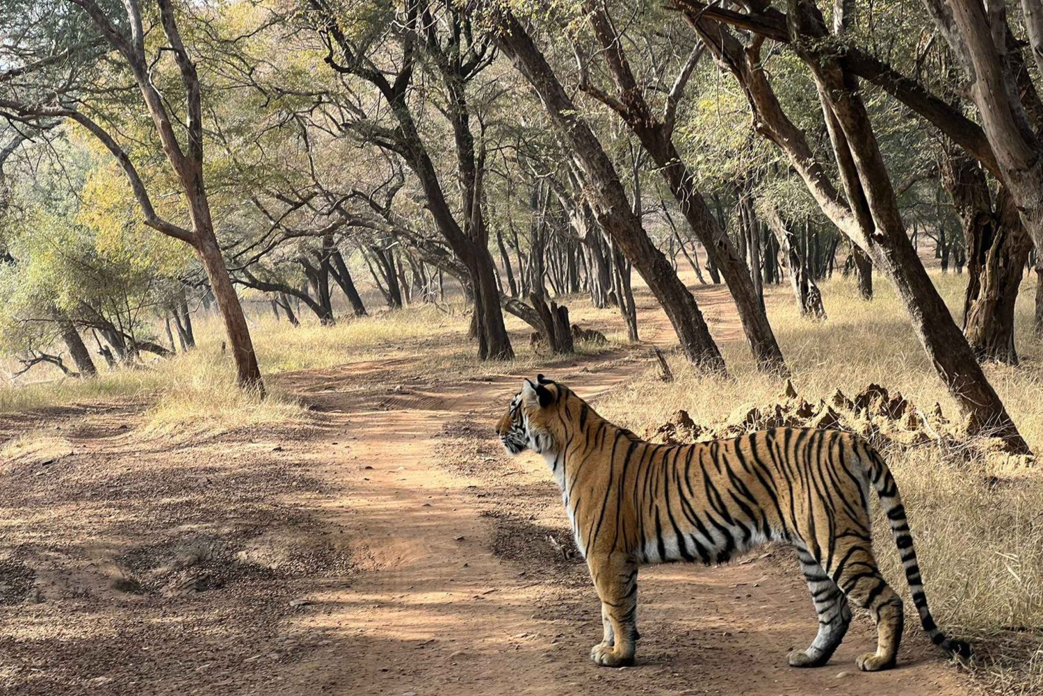 Excursión de un día a Sariska: emocionante safari de tigres con desayuno