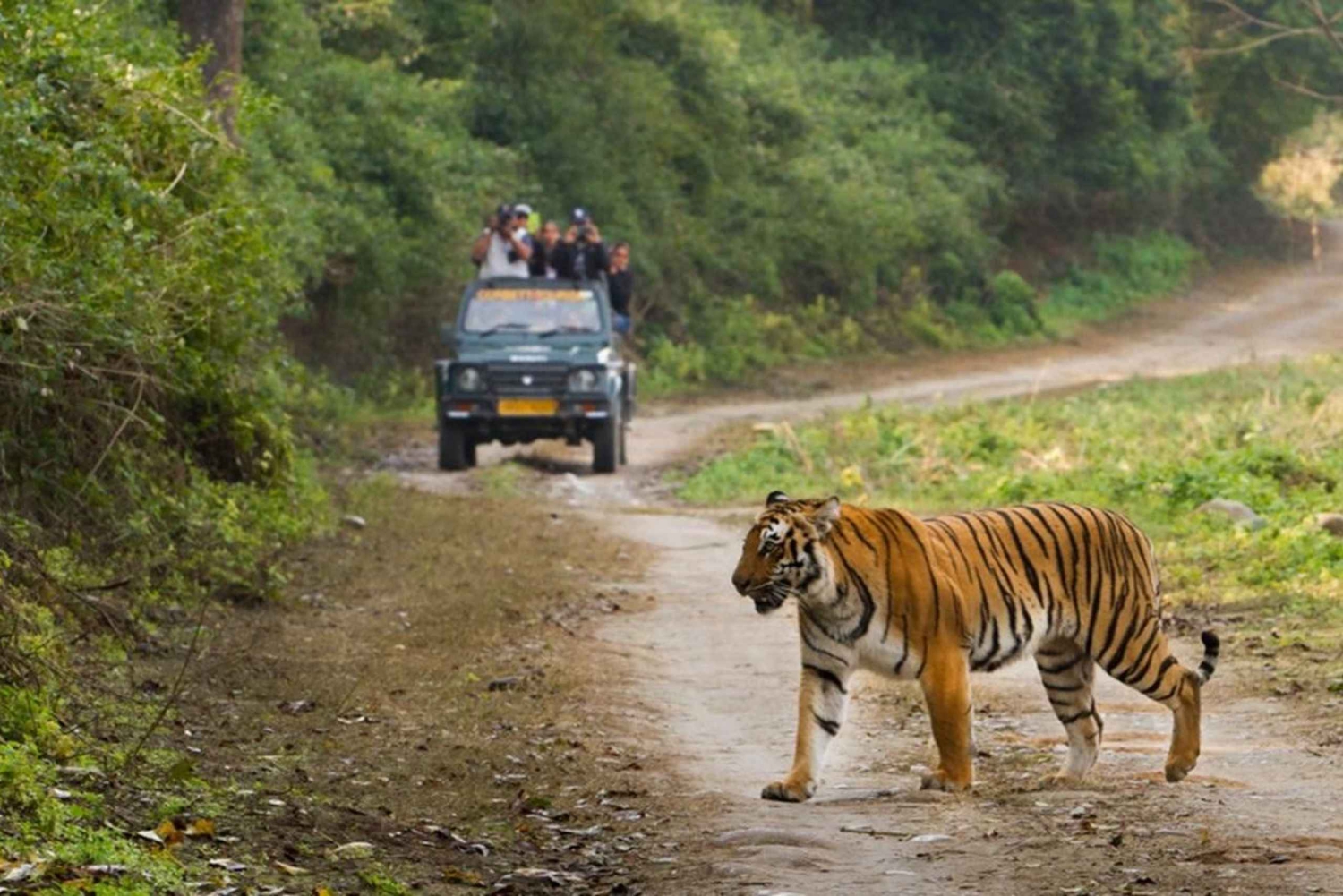 Escapade à Sariska et Jhalana depuis Delhi : un jour, deux safaris