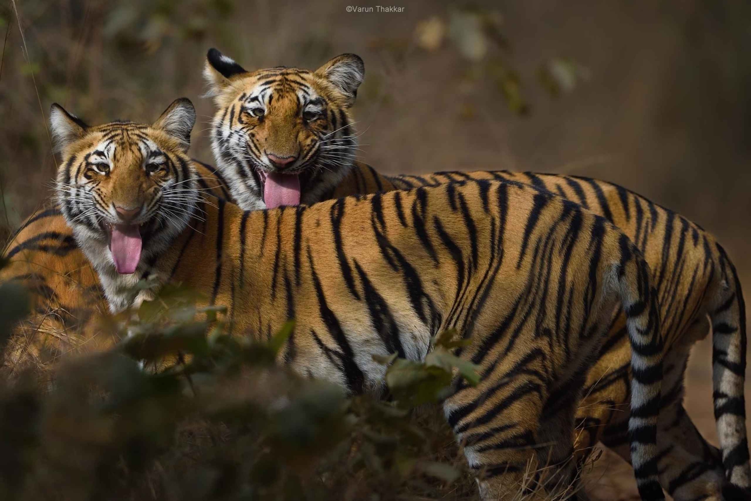 Sawai Madhopur: Ranthambore Park 4-dagars tiger- och stam-safari