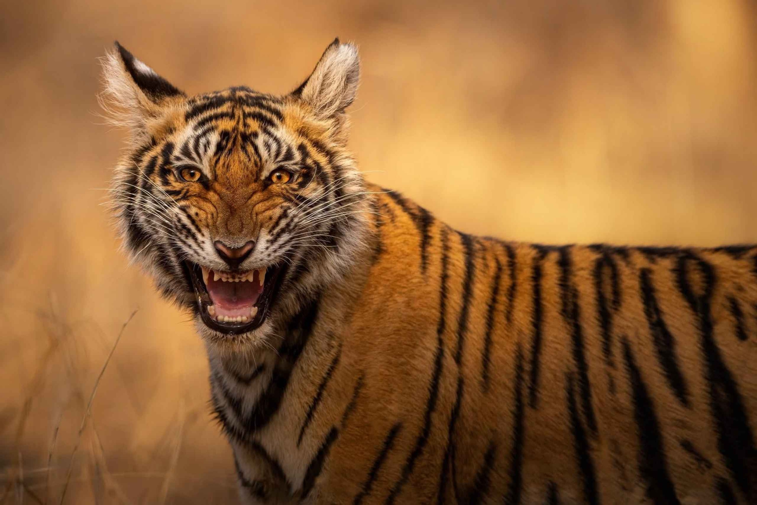 Wildlife Trails of Ranthambore: gedeelde Gypsy of Canter