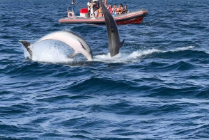 Albufeira: Observação de Golfinhos e Passeio de Barco na Gruta de Benagil