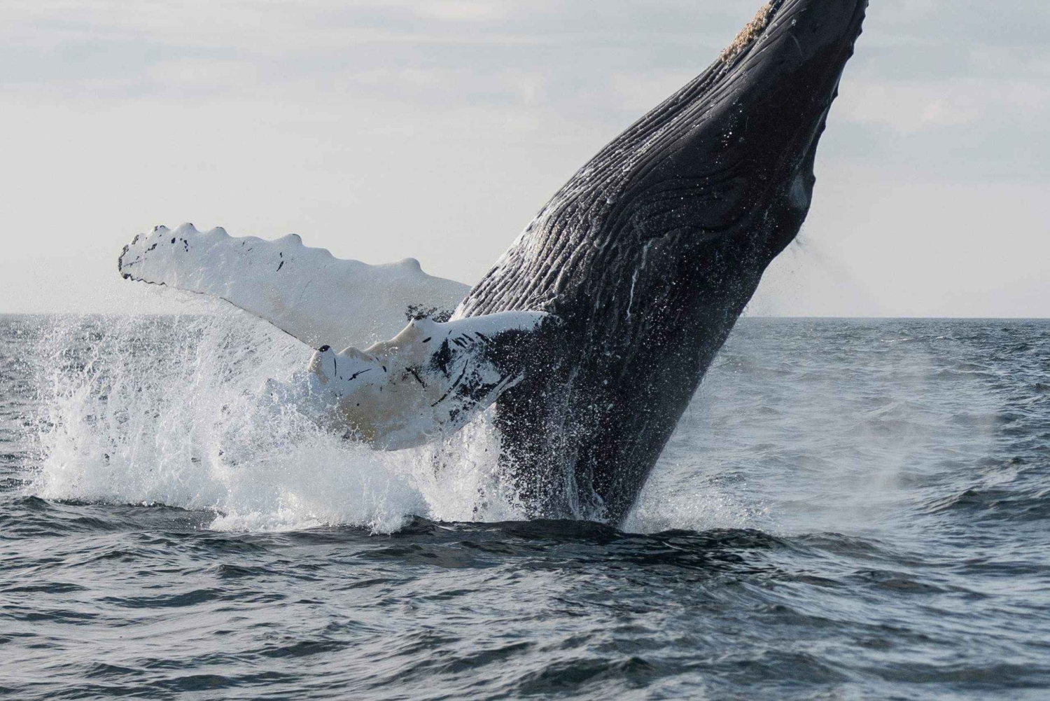 Boa Vista : Excursion d'observation des baleines avec un bateau à moteur
