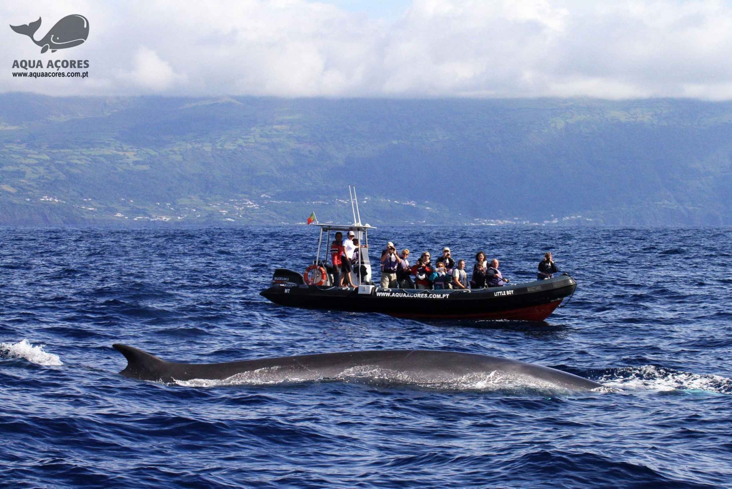 Isla del Pico: avistamiento de ballenas y delfines en las Azores en bote zodiac