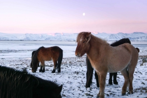 From Reykjavik: 6-Day Icelandic Ring Road Tour