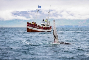 From Reykjavik: 6-Day Icelandic Ring Road Tour