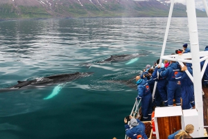 From Reykjavik: 6-Day Icelandic Ring Road Tour